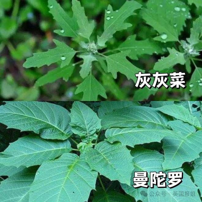 中国游客日本赶海，狂捞龙虾鲍鱼被罚几万差点坐牢？有人竟放言挑衅“来抓我呀？”7 / 作者:放眼看世界 / 帖子ID:315789