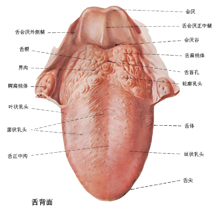 口腔科医生为什么建议你刷舌苔？724 / 作者:健康小天使 / 帖子ID:315997