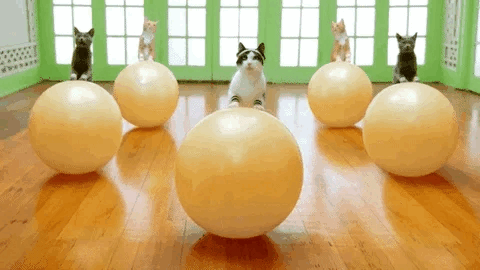 气血不足的人，学着像「猫」一样生活913 / 作者:健康小天使 / 帖子ID:316084