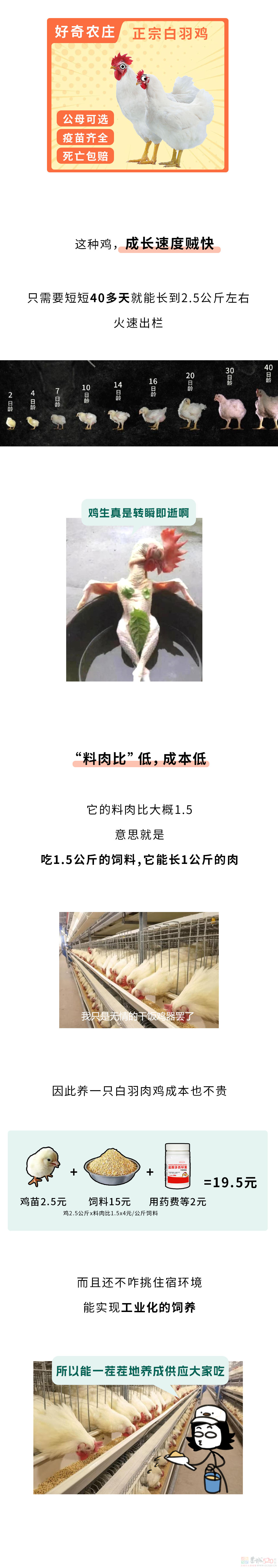 为什么买整只鸡这么便宜，买鸡的身体零件却这么贵？????529 / 作者:儿时的回忆 / 帖子ID:316253