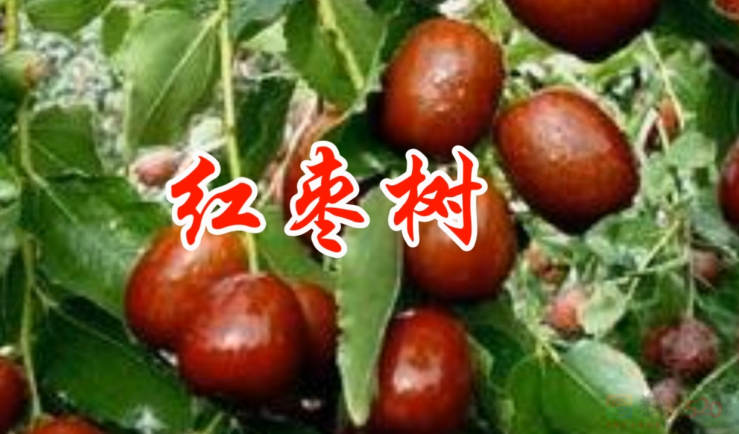红枣树--广西栗木锡矿学校同学聚会文艺演出265 / 作者:恭城盛唐广告 / 帖子ID:316429