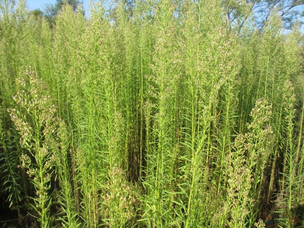 秋季「致敏性」比春天更猛，出门注意这些植物959 / 作者:健康小天使 / 帖子ID:316850