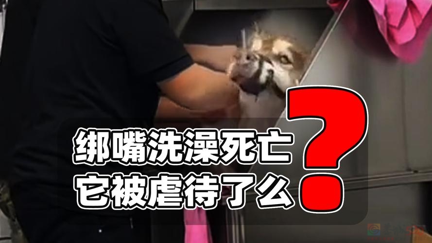 网红给狗洗澡致死，是在变相虐狗吗?955 / 作者:论坛小编01 / 帖子ID:318623