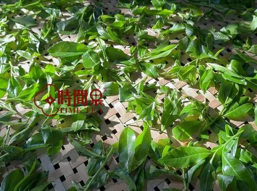 茶和咖啡哪个更提神148 / 作者:时间果 / 帖子ID:321045