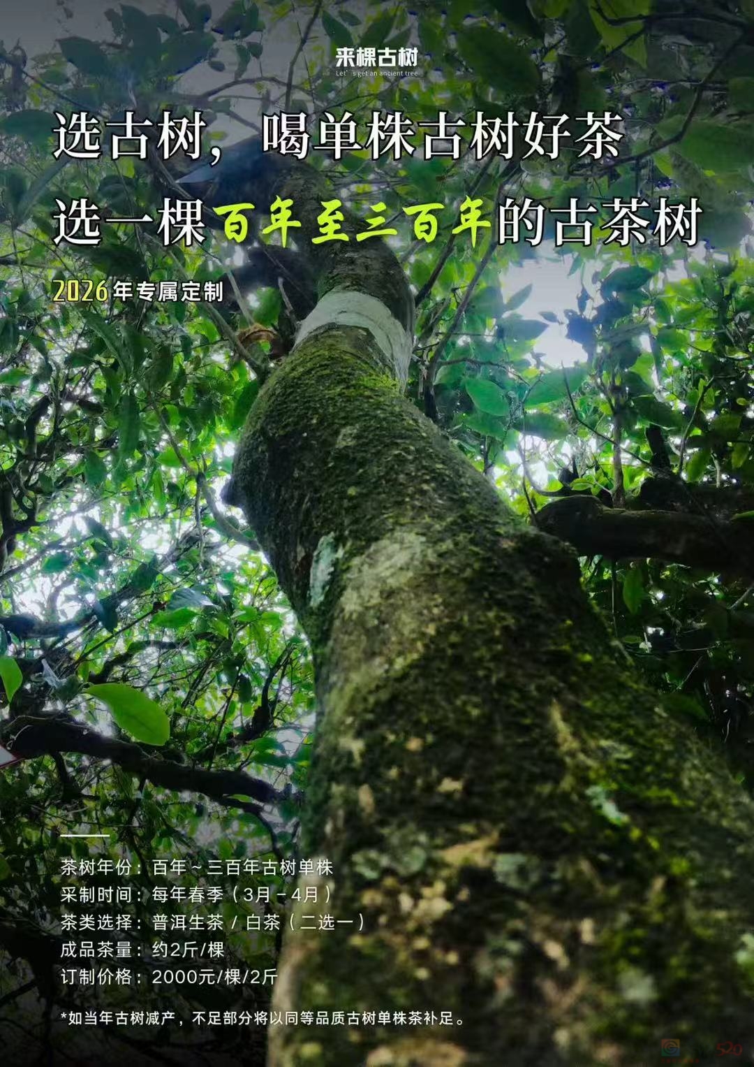 来棵古树 成品包邮到家。631 / 作者:时间果 / 帖子ID:321113