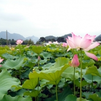 邓扒