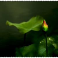 荷