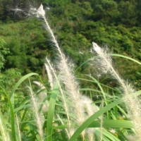 一个满载忧伤的夏寂