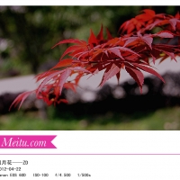 先前到外面拍摄的一些花草，请大师指导………