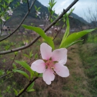 来点桃花
