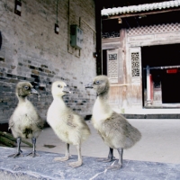 小小鹅
