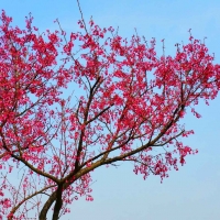 樱花正旺