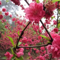 三月桃花