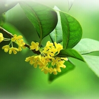 桂花
