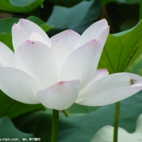 我家有这种花