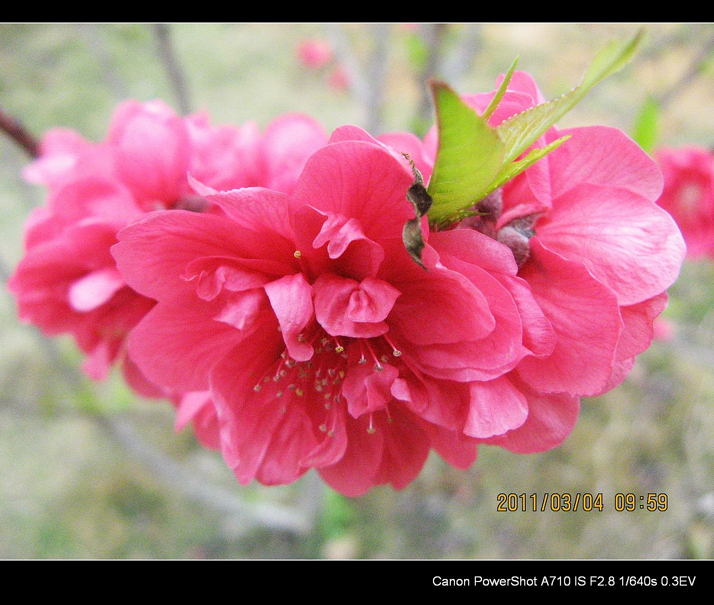 试看此论坛能自动放音乐否？842 / 作者:平安大叔 / 帖子ID:756