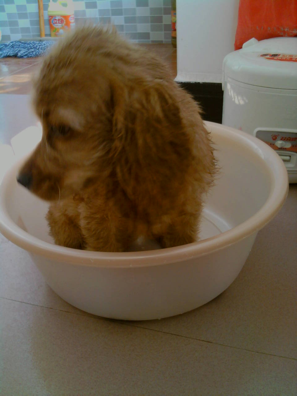 我家发财的成长。。。。(～ o ～)~zZ942 / 作者:尐潴潴 / 帖子ID:1117