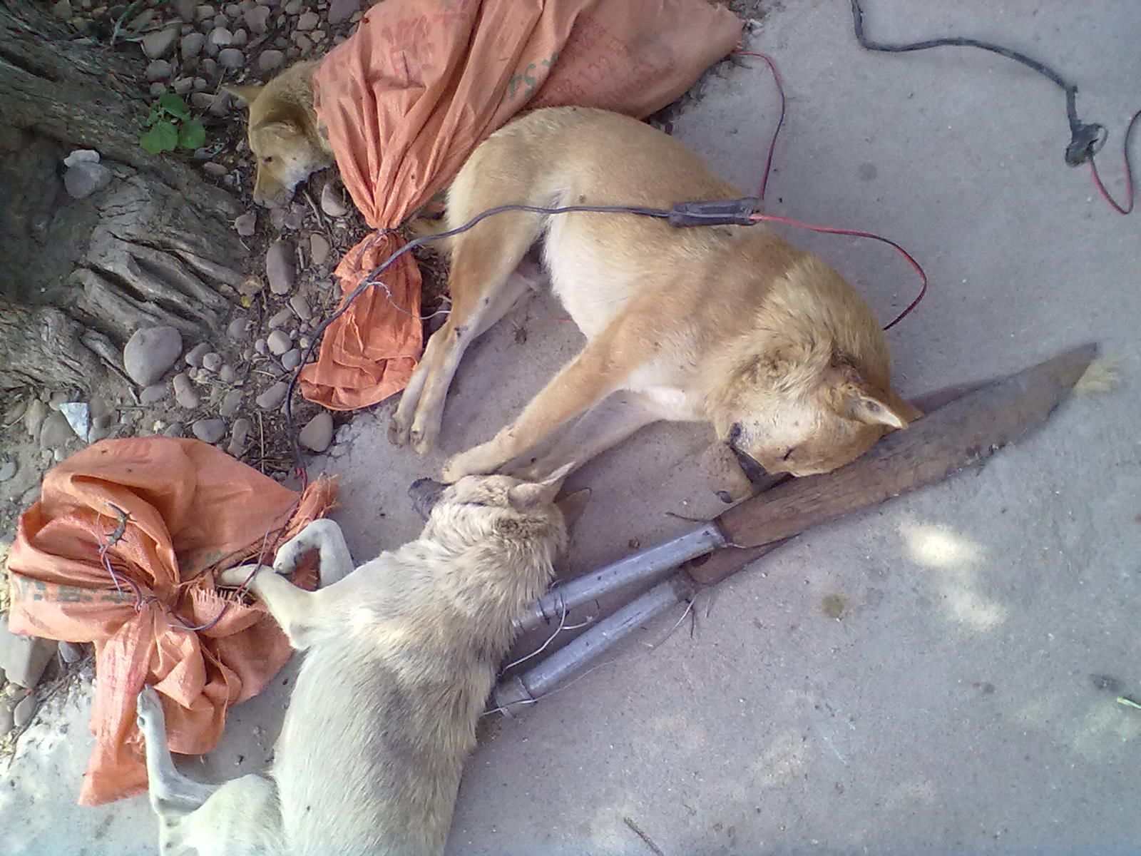 加会盘龙抓到的偷狗贼，在上图片328 / 作者:根本不服 / 帖子ID:1678