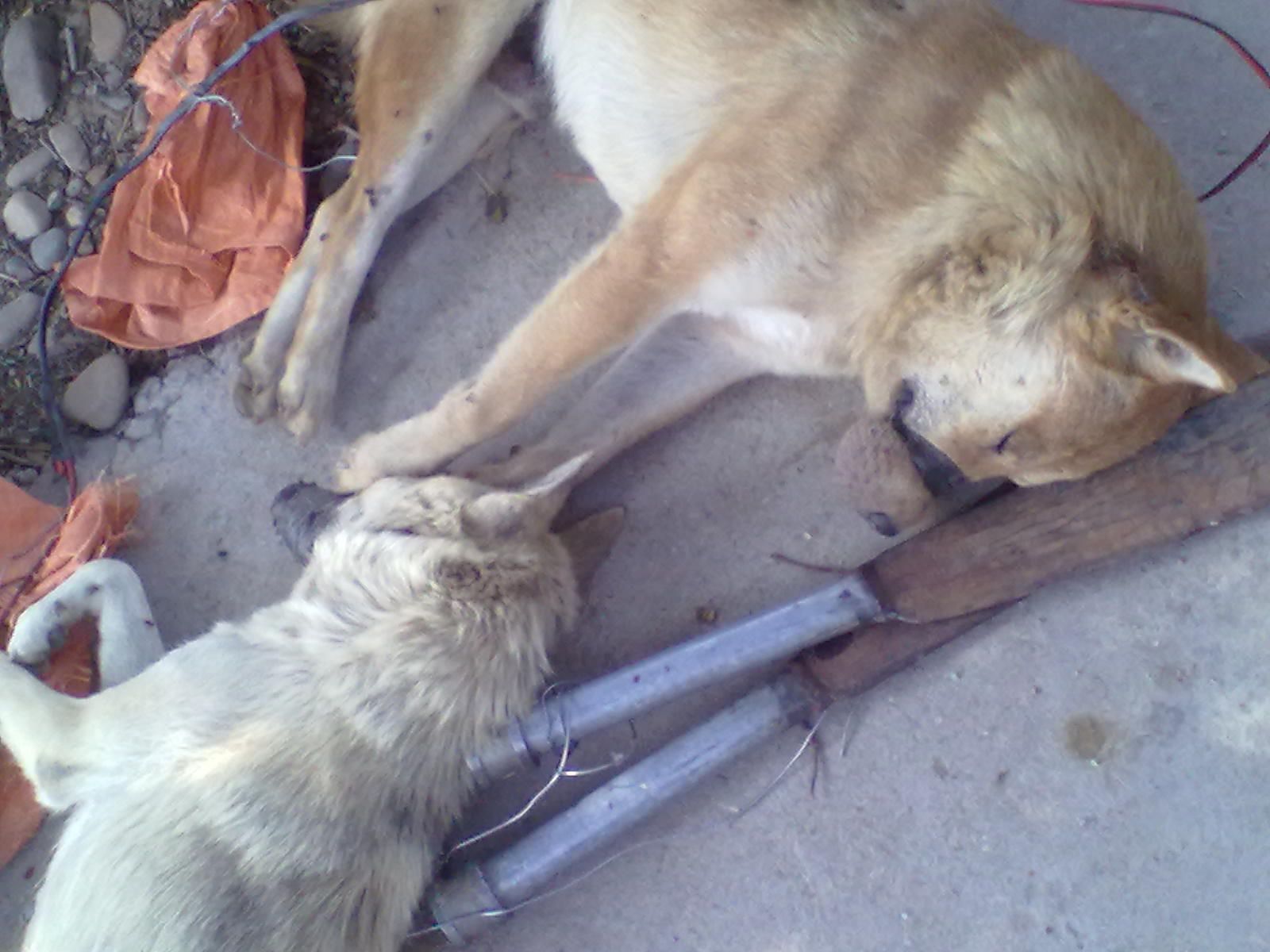 加会盘龙抓到的偷狗贼，在上图片469 / 作者:根本不服 / 帖子ID:1678