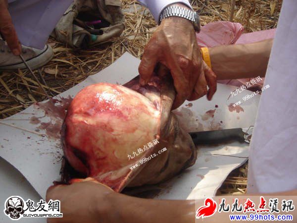 易作呕者勿进入：泰国剥皮食人肉现场665 / 作者:平安大叔 / 帖子ID:1723