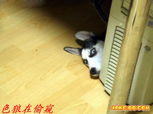 几幅动物趣图&lt;帖图&gt;901 / 作者:平安大叔 / 帖子ID:2095