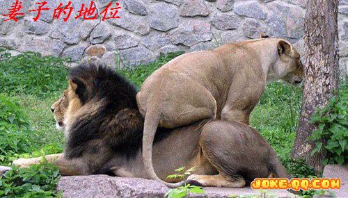 几幅动物趣图&lt;帖图&gt;898 / 作者:平安大叔 / 帖子ID:2095