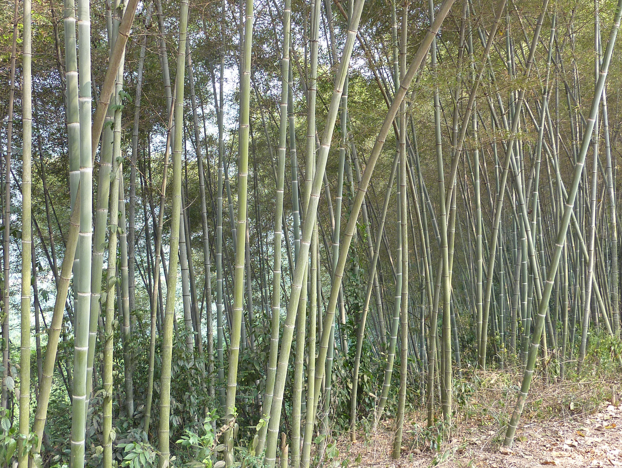 茶江户外穿越龙虎至栗木PP471 / 作者:福民侠 / 帖子ID:2238