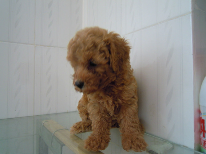 咱家的鸡蛋蛋来啦!510 / 作者:龙猫猫猫 / 帖子ID:2420