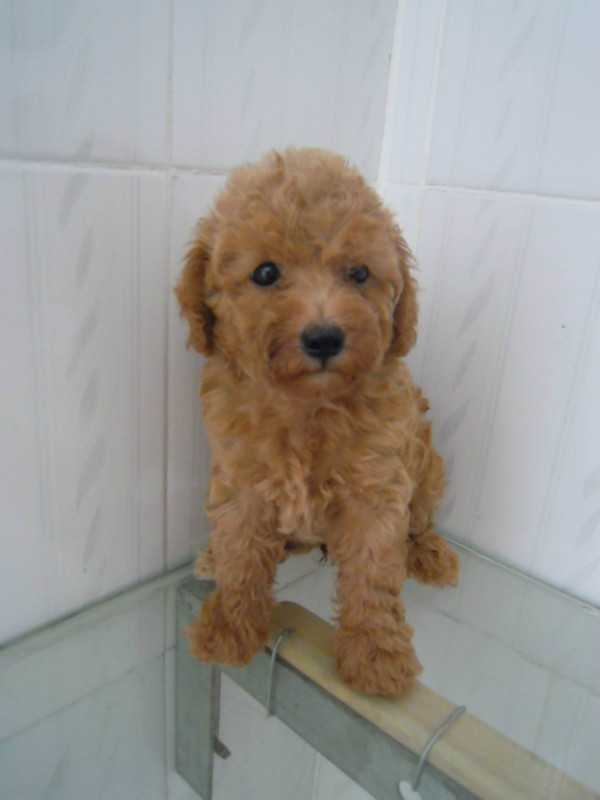 咱家的鸡蛋蛋来啦!123 / 作者:龙猫猫猫 / 帖子ID:2420