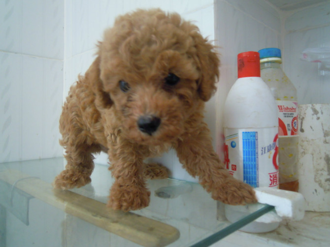 咱家的鸡蛋蛋来啦!511 / 作者:龙猫猫猫 / 帖子ID:2420