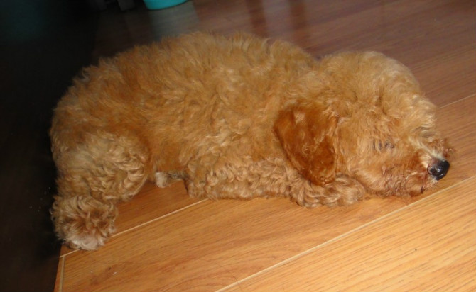 咱家的鸡蛋蛋来啦!669 / 作者:龙猫猫猫 / 帖子ID:2420