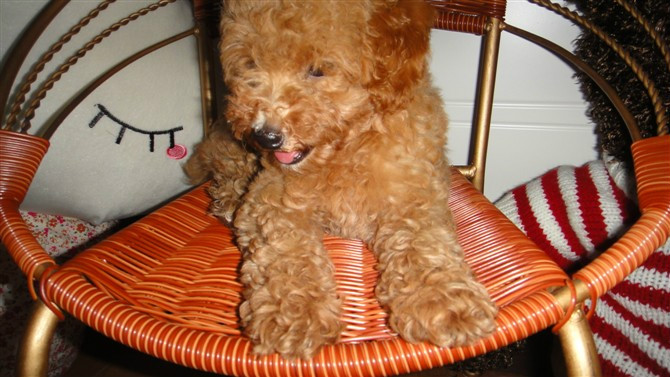 咱家的鸡蛋蛋来啦!169 / 作者:龙猫猫猫 / 帖子ID:2420