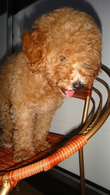 咱家的鸡蛋蛋来啦!351 / 作者:龙猫猫猫 / 帖子ID:2420