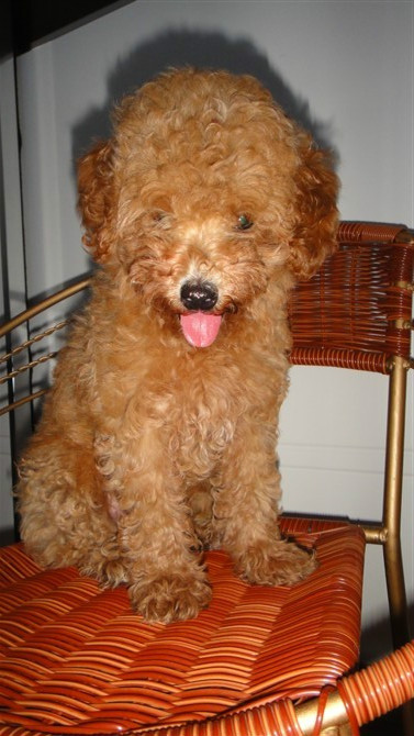 咱家的鸡蛋蛋来啦!38 / 作者:龙猫猫猫 / 帖子ID:2420