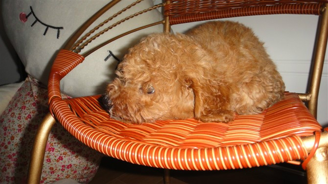 咱家的鸡蛋蛋来啦!138 / 作者:龙猫猫猫 / 帖子ID:2420