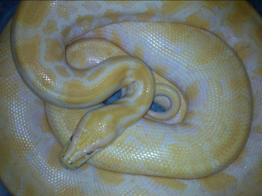 昨晚上在老四川吃宵夜的偶遇214 / 作者:极速6688 / 帖子ID:2481