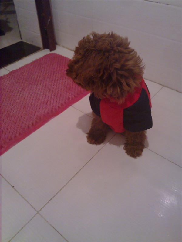 宝宝和贝贝,好想它们啊!518 / 作者:龙猫猫猫 / 帖子ID:2528