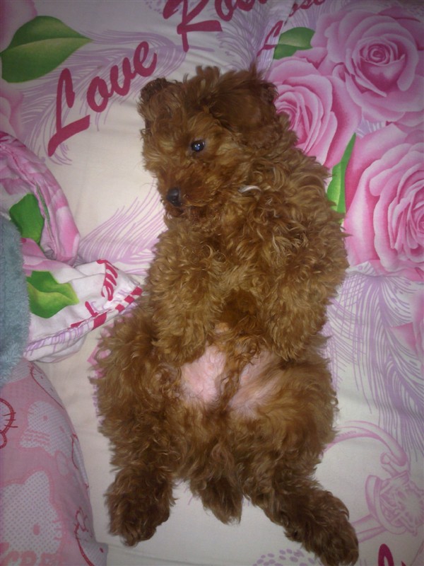 宝宝和贝贝,好想它们啊!613 / 作者:龙猫猫猫 / 帖子ID:2528