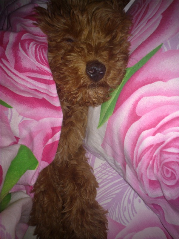 宝宝和贝贝,好想它们啊!232 / 作者:龙猫猫猫 / 帖子ID:2528