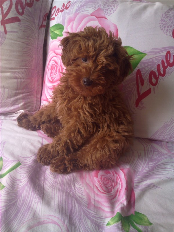 宝宝和贝贝,好想它们啊!177 / 作者:龙猫猫猫 / 帖子ID:2528