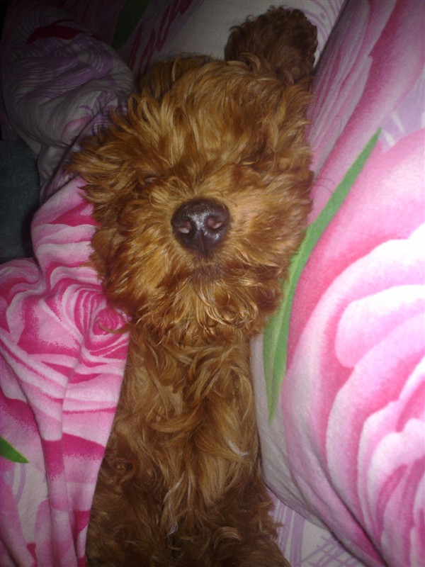 宝宝和贝贝,好想它们啊!527 / 作者:龙猫猫猫 / 帖子ID:2528