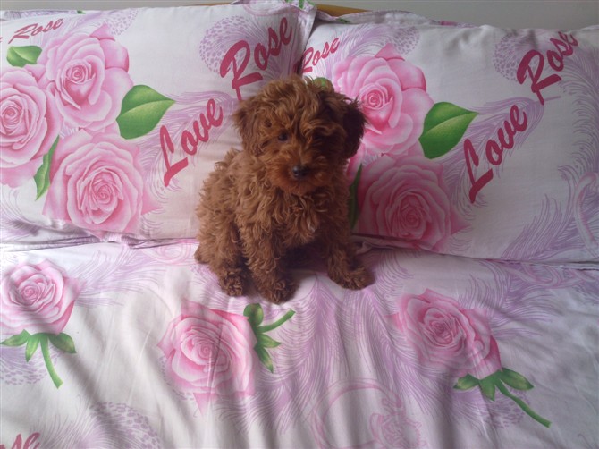 宝宝和贝贝,好想它们啊!481 / 作者:龙猫猫猫 / 帖子ID:2528