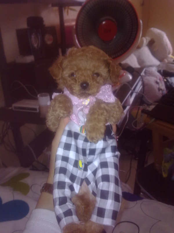 宝宝和贝贝,好想它们啊!997 / 作者:龙猫猫猫 / 帖子ID:2528