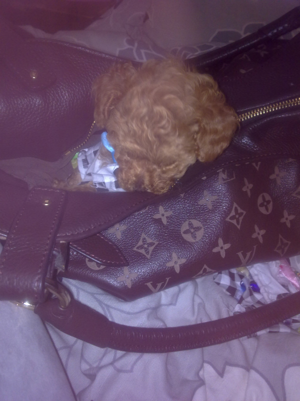 宝宝和贝贝,好想它们啊!113 / 作者:龙猫猫猫 / 帖子ID:2528