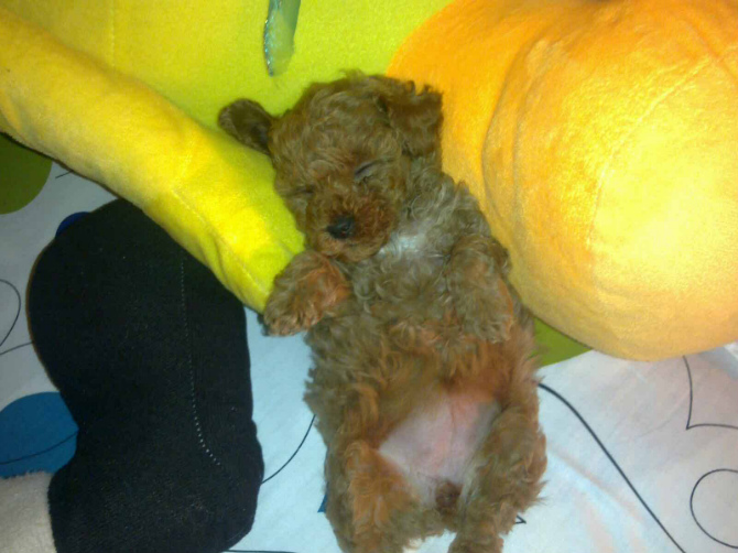 宝宝和贝贝,好想它们啊!13 / 作者:龙猫猫猫 / 帖子ID:2528