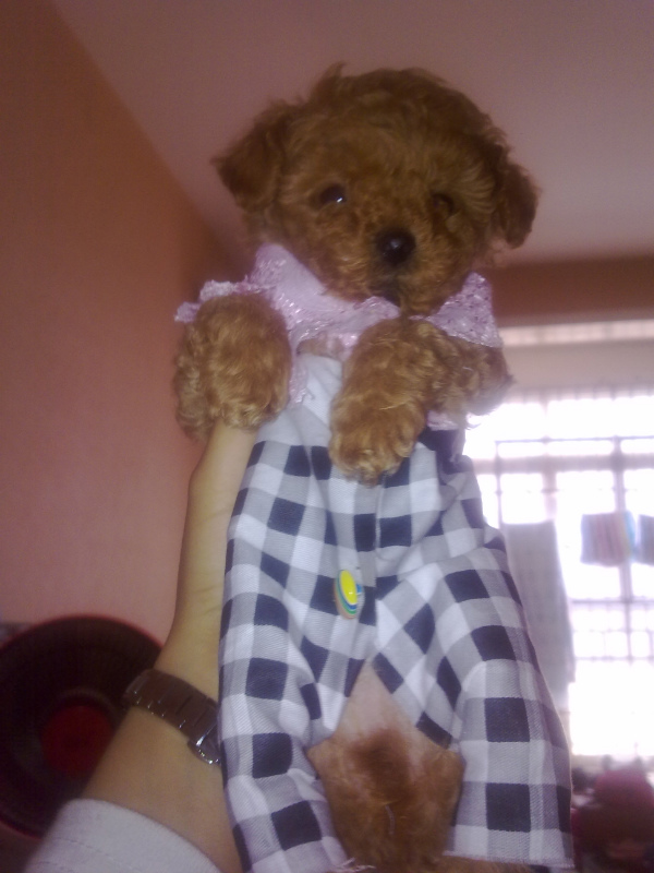 宝宝和贝贝,好想它们啊!44 / 作者:龙猫猫猫 / 帖子ID:2528