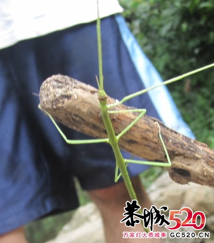 “冬虫夏草”到底是动物还是植物？157 / 作者:移不动 / 帖子ID:2377