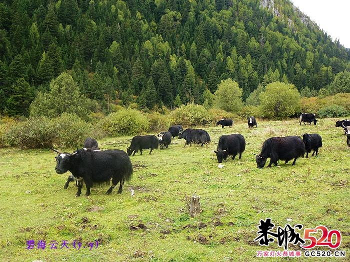 魅力七藏沟，七驴梦幻旅979 / 作者:y.y / 帖子ID:1897