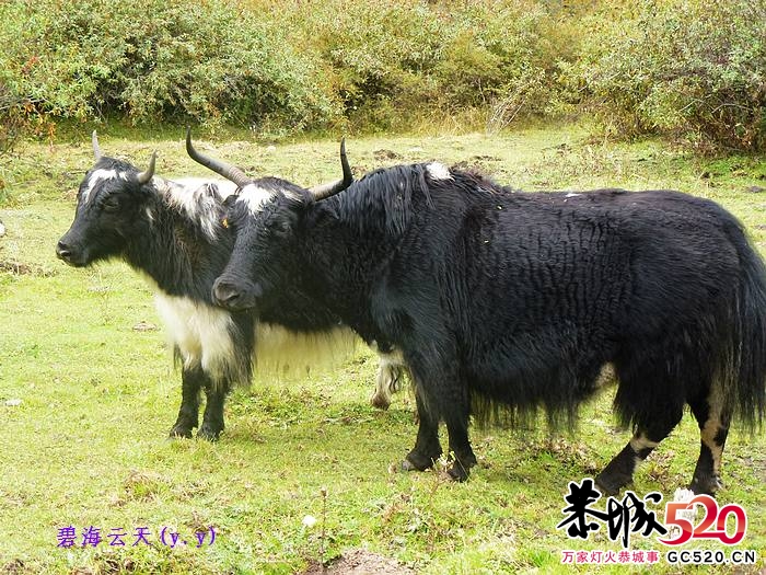 魅力七藏沟，七驴梦幻旅23 / 作者:y.y / 帖子ID:1897
