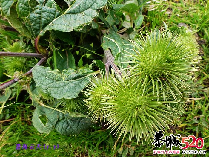 魅力七藏沟，七驴梦幻旅502 / 作者:y.y / 帖子ID:1897